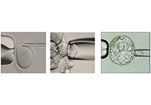 Drug-Related Deafnss Gene Mutations Detection